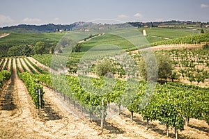 Vineyard in the area of Ã¢â¬â¹Ã¢â¬â¹production of Vino Nobile, Montepulciano, Italy photo